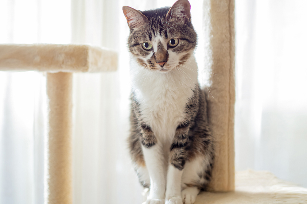猫のイメージ