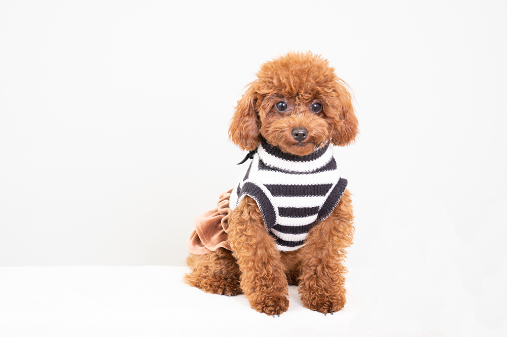 犬のイメージ